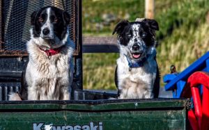 Sheep herding displays now available for groups at Westport House