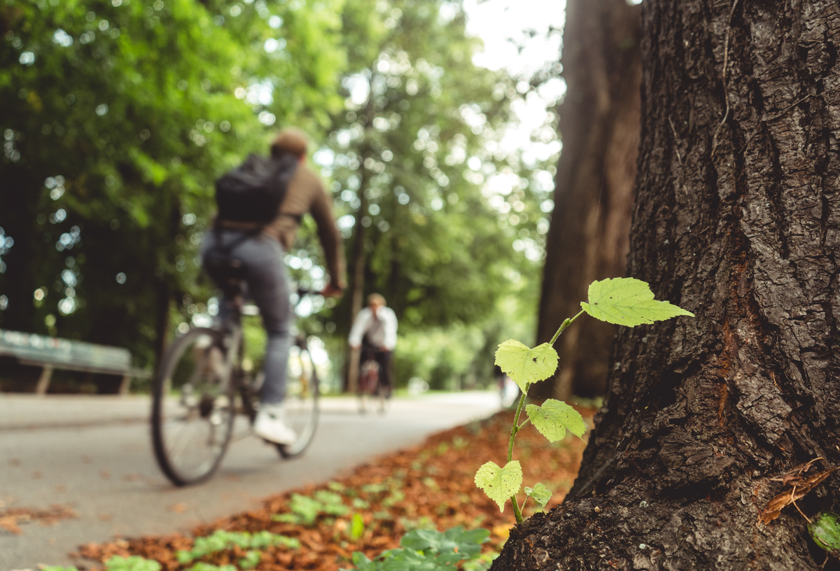 Our Westport House Campsite is the perfect base to cycle the Greenway, explore Westport Town or Climb Croagh Patrick