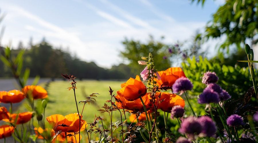 westport-house-grounds-trails-11 (1)