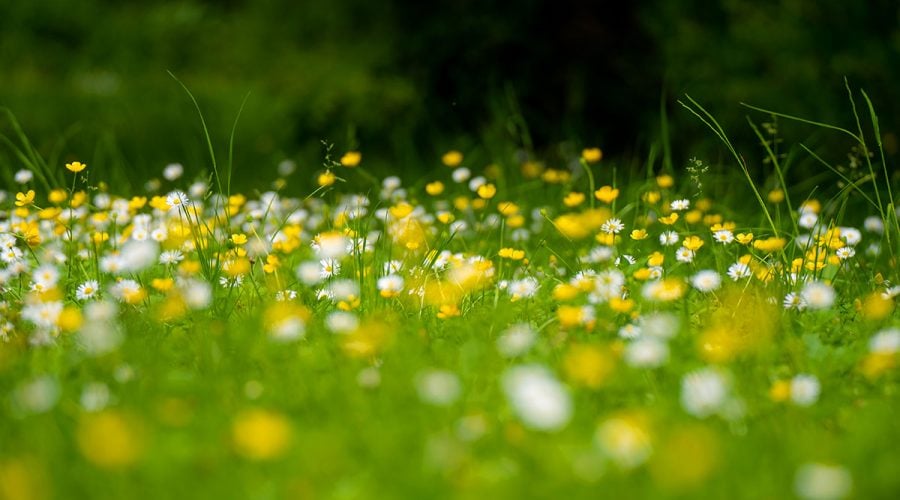 westport-house-grounds-trails-16